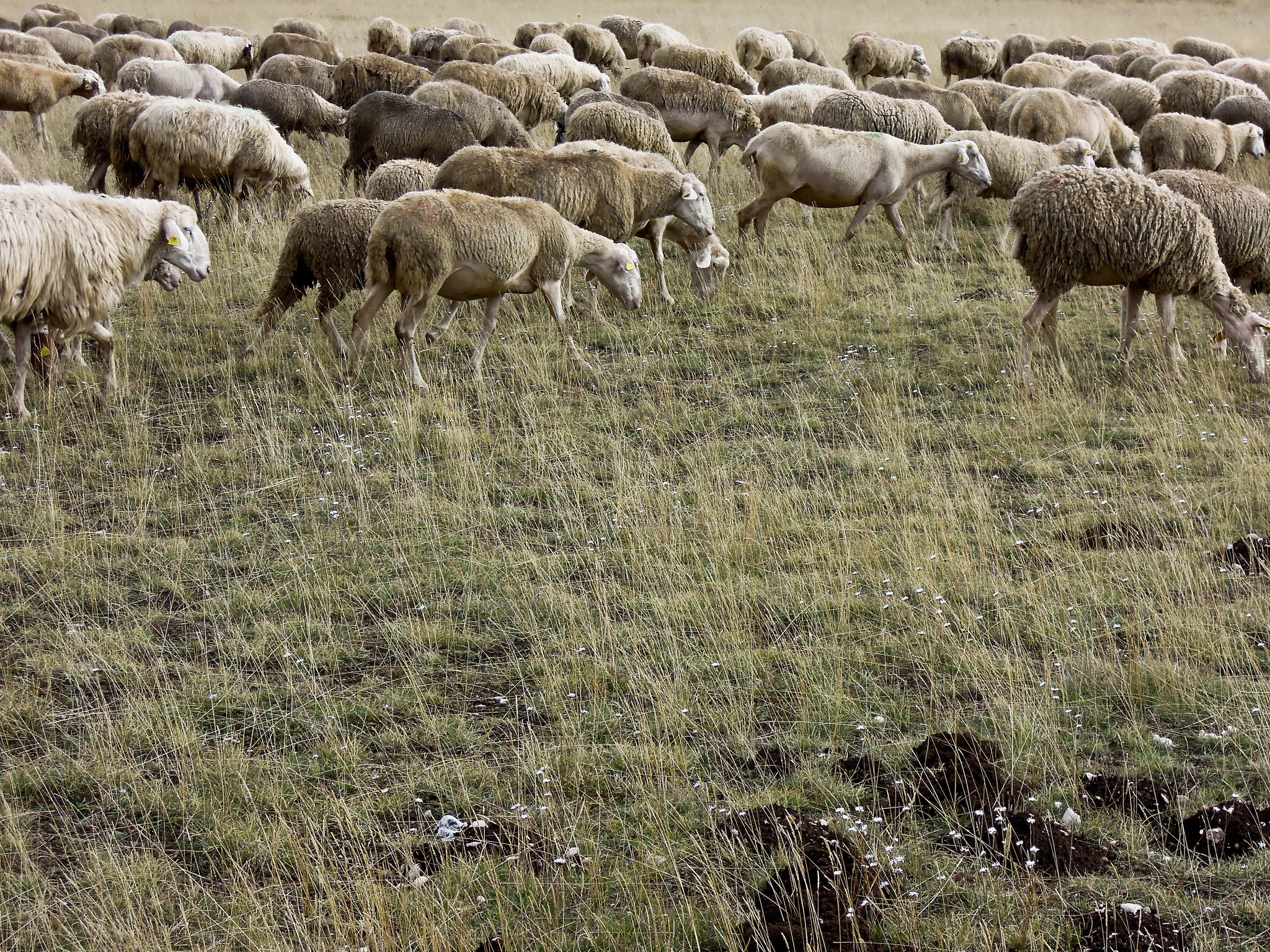 Piovono pecore