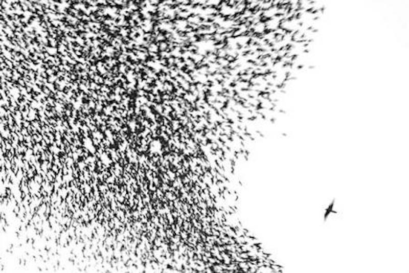 L’invasione degli storni