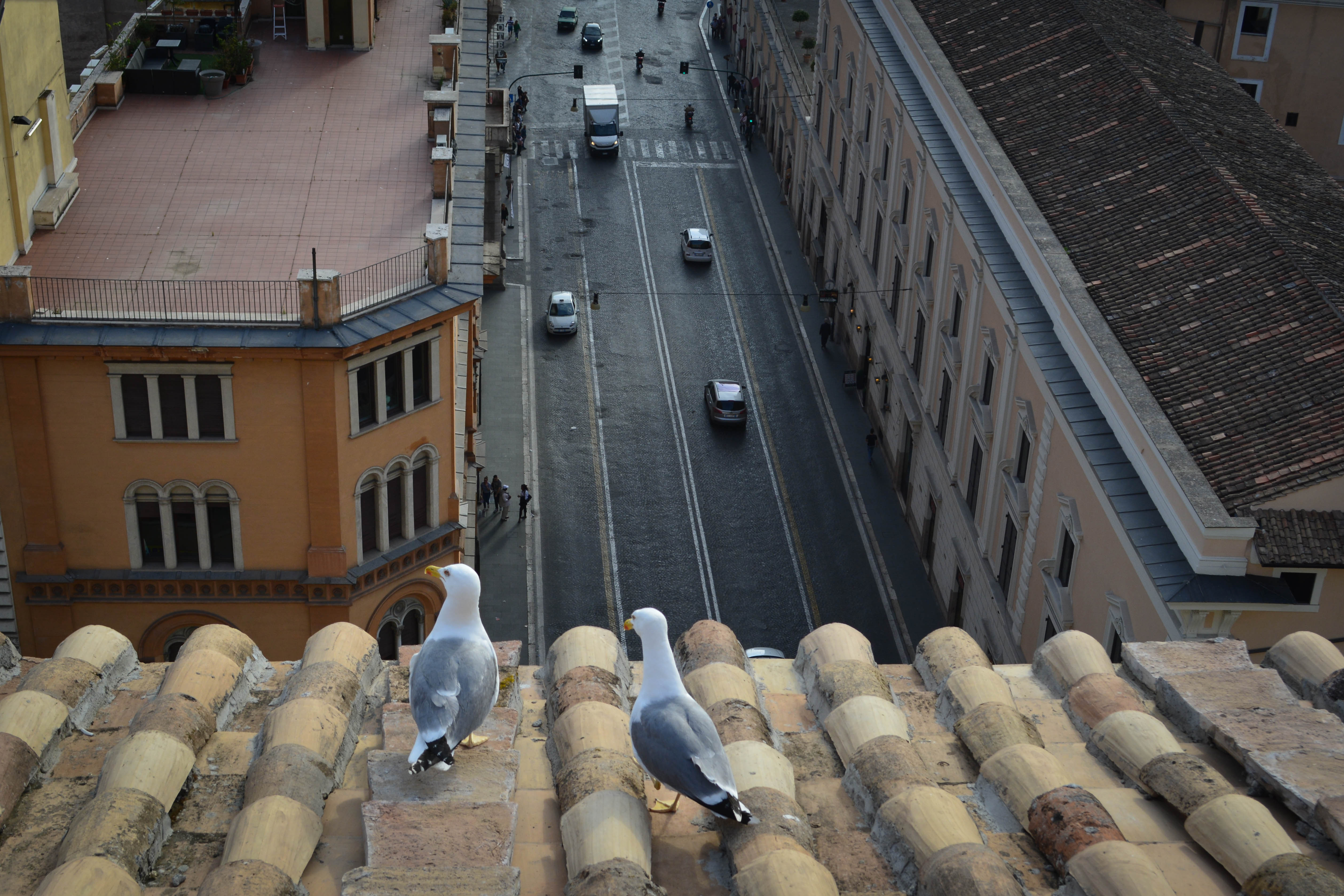 Gabbiani di città